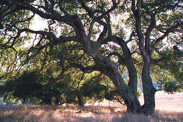 Large Oak Tree