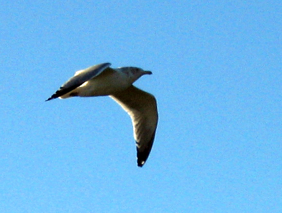 Bird flying